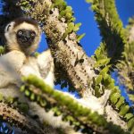 Budget wildlife watching trips